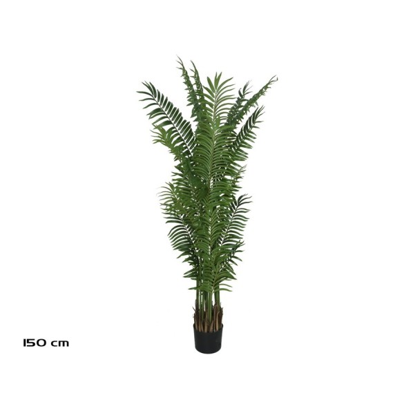 PLANTA PALMA ARECA X 20 - 150 CM