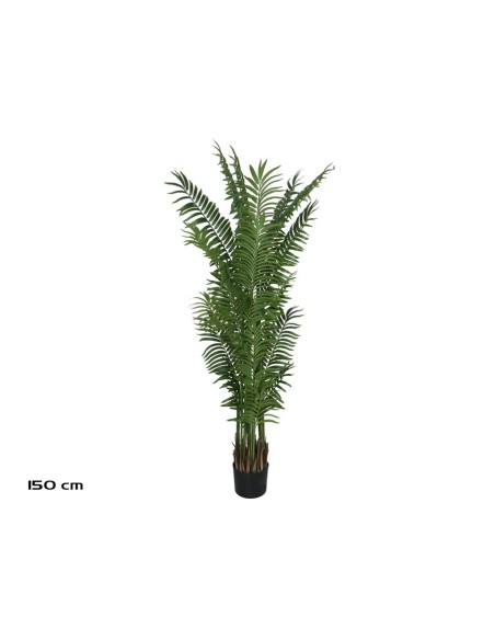PLANTA PALMA ARECA X 20 - 150 CM