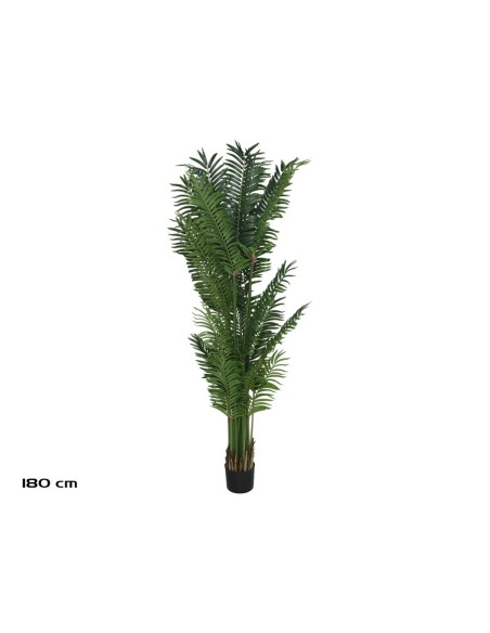 PLANTA PALMA ARECA X 26 - 180 CM