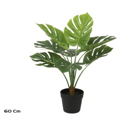 PLANTA MONSTERA X 8 - 60 CM