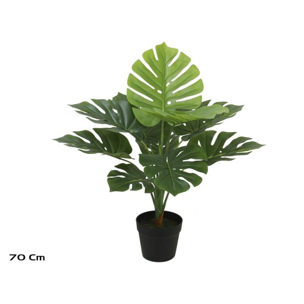 PLANTA MONSTERA X 10 - 70 CM