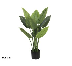 PLANTA AUREUM X 9 - 92 CM