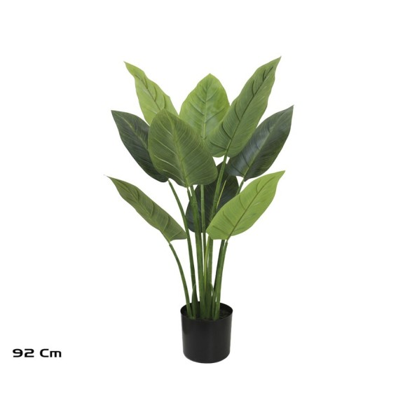 PLANTA AUREUM X 9 - 92 CM