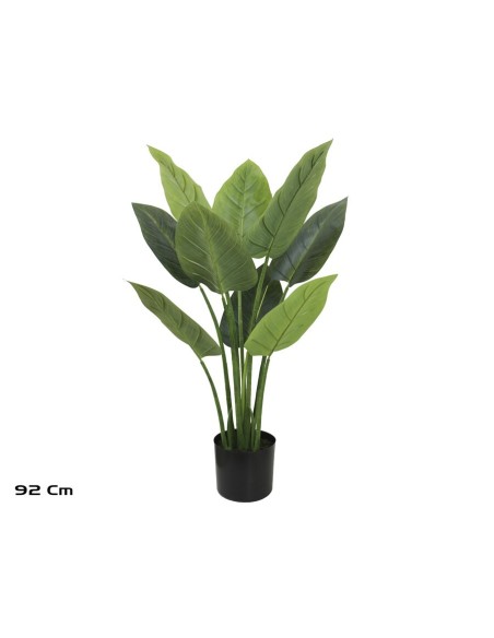 PLANTA AUREUM X 9 - 92 CM