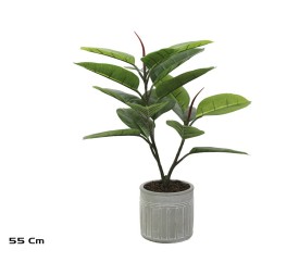MACETA C- FICUS ELASTICA X 17 - 55 CM