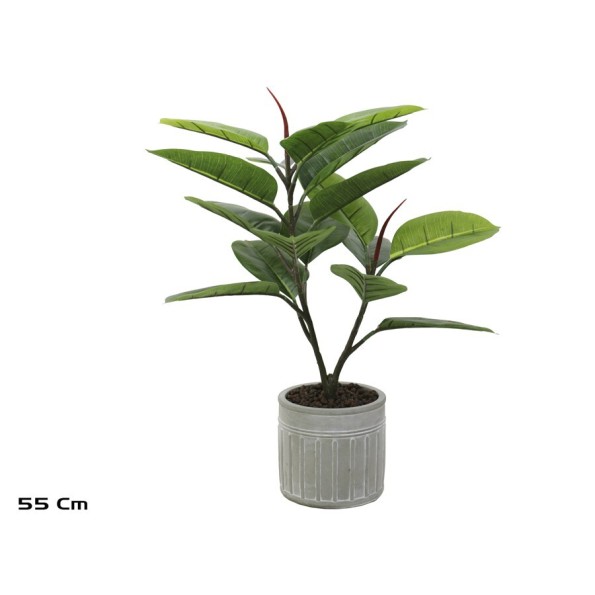 MACETA C- FICUS ELASTICA X 17 - 55 CM