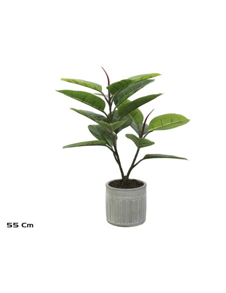 MACETA C- FICUS ELASTICA X 17 - 55 CM