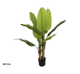 PLANTA PLATANERO X 10 LVS R/T 120 CM