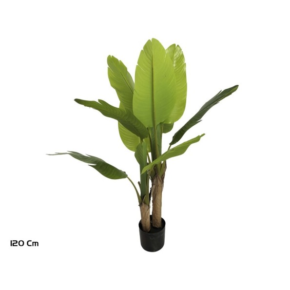 PLANTA PLATANERO X 10 LVS R/T 120 CM