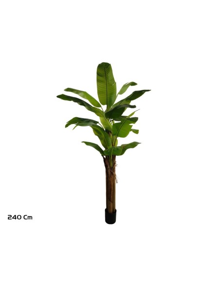 PLANTA PLATANERO LVS R/T 240 CM