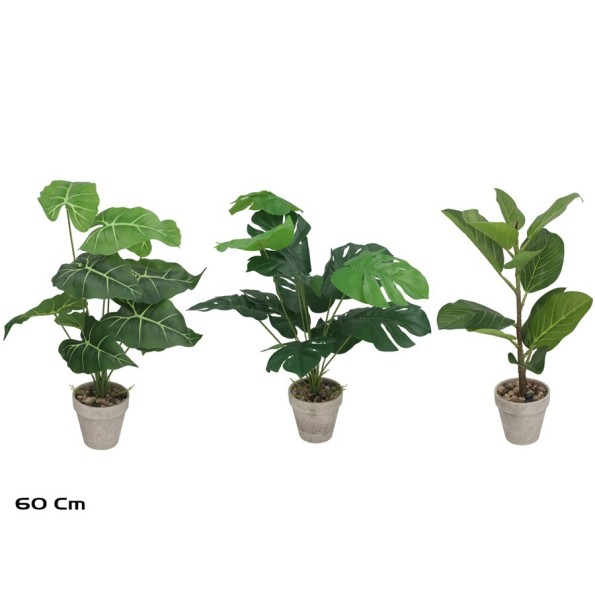 MACETA MONSTERA/CAL/FICUS 60CM 3 SURT.