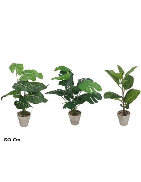 MACETA MONSTERA/CAL/FICUS 60CM 3 SURT.