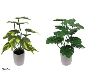 MACETA MONSTERA-POTUS X 12 - 34 CM (S)