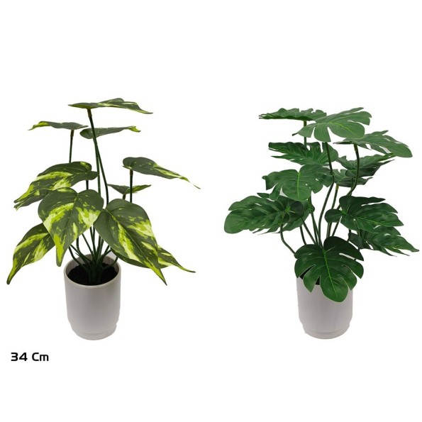 MACETA MONSTERA-POTUS X 12 - 34 CM (S)