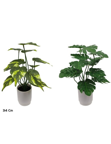 MACETA MONSTERA-POTUS X 12 - 34 CM (S)