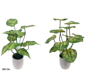 MACETA CALADIUM-BEG X 12 LVS - 34 CM (S)