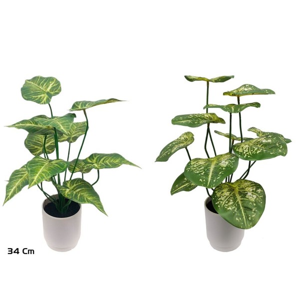 MACETA CALADIUM-BEG X 12 LVS - 34 CM (S)