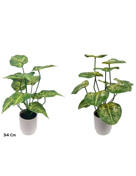 MACETA CALADIUM-BEG X 12 LVS - 34 CM (S)