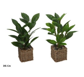 MACETA ALGAS FICUS - 35 CM (S)