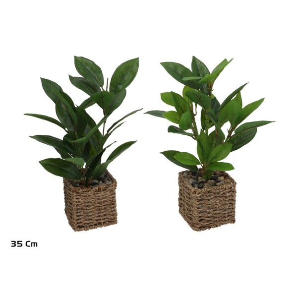 MACETA ALGAS FICUS - 35 CM (S)