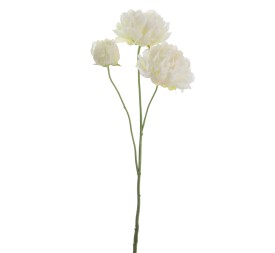 PEONIA 67 CMS      1442-01