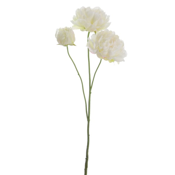 PEONIA 67 CMS      1442-01