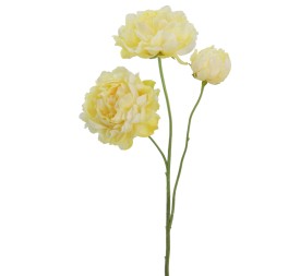 PEONIA 67 CMS   1442-02