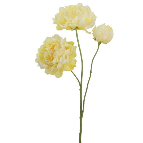 PEONIA 67 CMS   1442-02