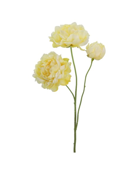 PEONIA 67 CMS   1442-02