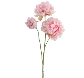 PEONIA 67 CMS    1442-12