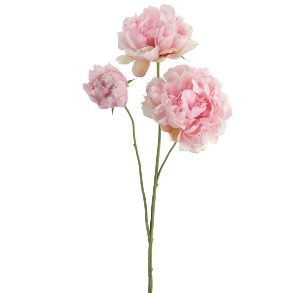 PEONIA 67 CMS    1442-12