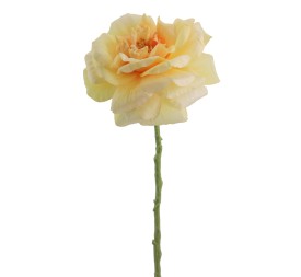 ROSA GRANDIFLORA 63 CMS    1444-02