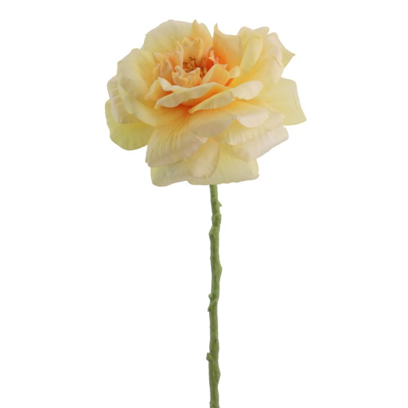 ROSA GRANDIFLORA 63 CMS    1444-02