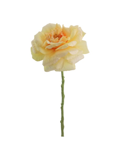 ROSA GRANDIFLORA 63 CMS    1444-02