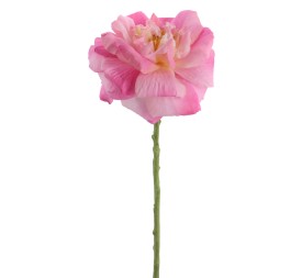 ROSA GRANDIFLORA 63 CMS    1444-12