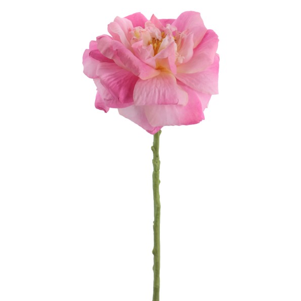 ROSA GRANDIFLORA 63 CMS    1444-12