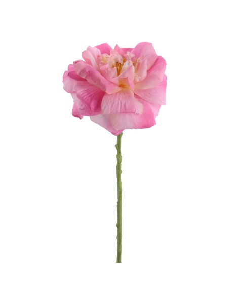 ROSA GRANDIFLORA 63 CMS    1444-12