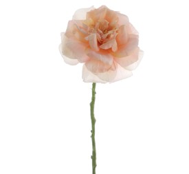 ROSA GRANDIFLORA 63 CMS  1444-33