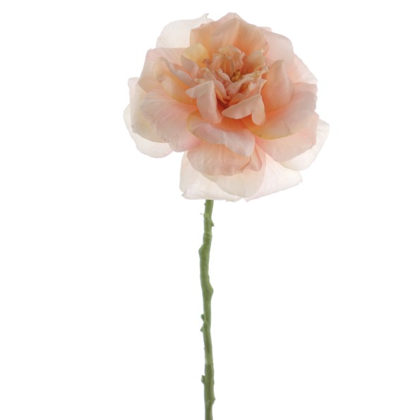 ROSA GRANDIFLORA 63 CMS  1444-33