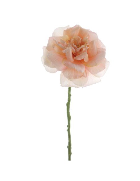 ROSA GRANDIFLORA 63 CMS  1444-33