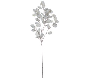 EUCALYPTUS 92 CMS   2022-39