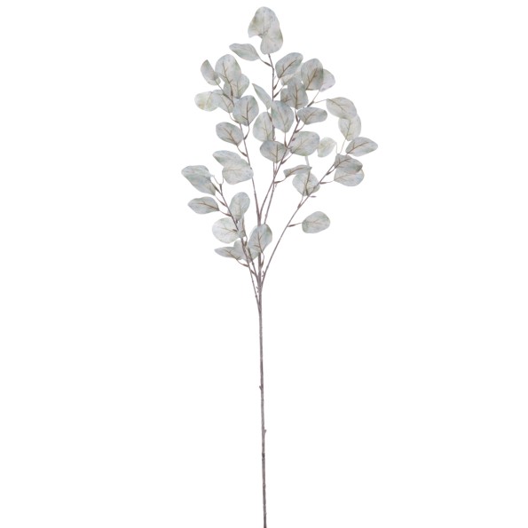 EUCALYPTUS 92 CMS   2022-39