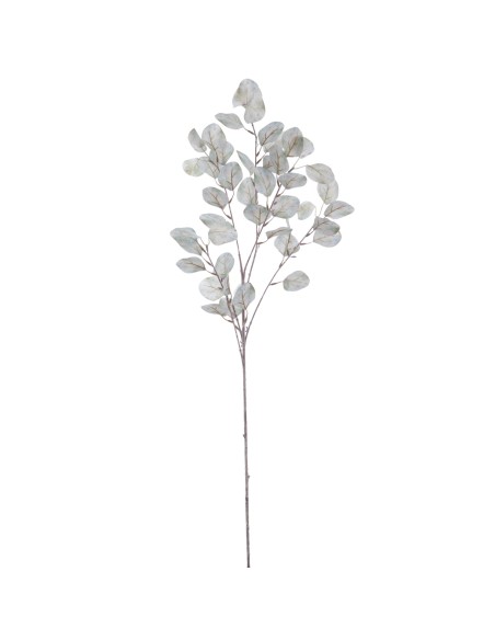 EUCALYPTUS 92 CMS   2022-39