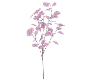 EUCALYPTUS 92 CMS    2022-54