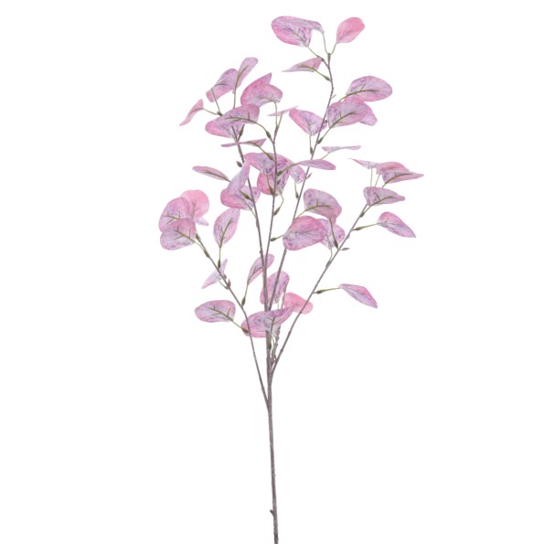 EUCALYPTUS 92 CMS    2022-54