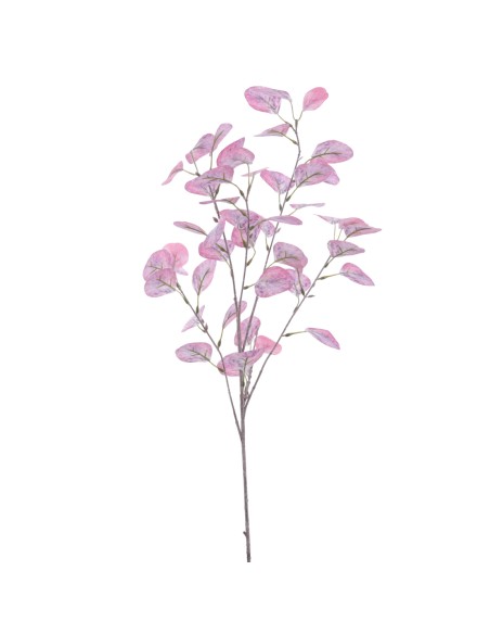 EUCALYPTUS 92 CMS    2022-54