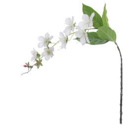 ROTHECA 78 CMS   2027-01