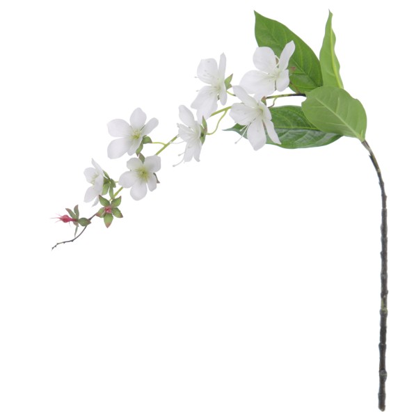 ROTHECA 78 CMS   2027-01