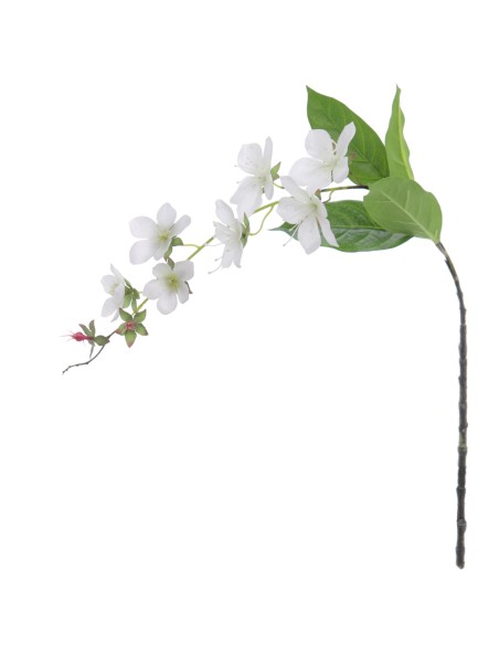 ROTHECA 78 CMS   2027-01