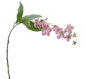 ROTHECA 78 CMS    2027-07